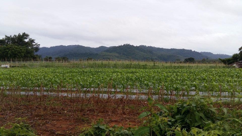 Dachatorn Village خاو لاك المظهر الخارجي الصورة